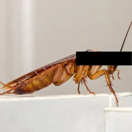 The Encrypted Killer