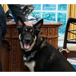 BIDEN