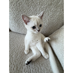 Mimi