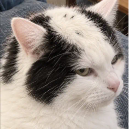 baldcat